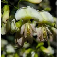 Japanische Schnurbaum 125-150cm - Sophora japonica - Sträucher: Winterharter Laubbaum mit beeindruckenden Blütenrispen bis 30 cm, ideal für sonnige Gärten und perfekt für eine grüne Oase.
