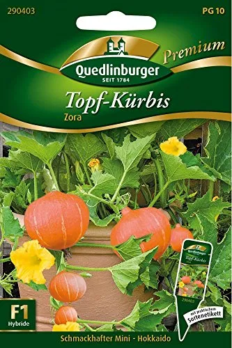 Topfkürbis Mini Hokkaido Zora von Quedlinburger Saatgut