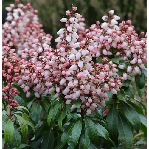 Schattenglöckchen Lavendelheide Bonfire 30-40cm - Pieris japonica - Sträucher: Immergrüne Lavendelheide mit flammenähnlichen Blüten, ideal für halbschattige Standorte und als Hecke, blüht von März bis April.