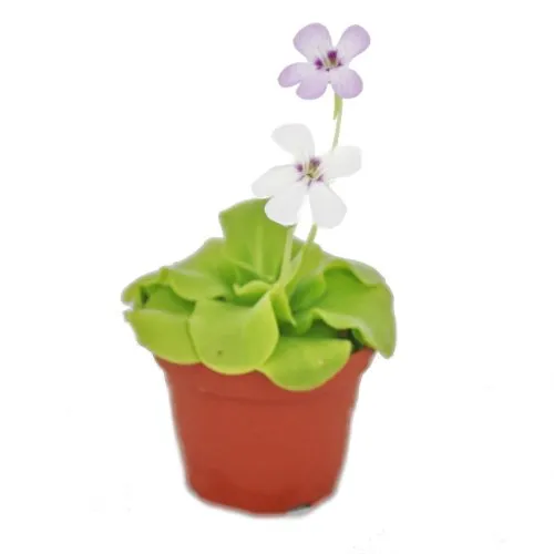 Exotenherz Fettkraut Pinguicula - Überraschungssorte im 9cm Topf - Zimmerpflanze und natürlicher Fliegenfänger, der Ihre Küche von lästigen Insekten befreit. Ideal für halbschattige Standorte und pflegeleicht.