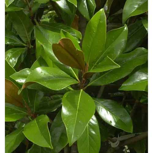 Immergrüne Magnolie Galissoniere 100-125cm - Magnolia grandiflora - Sträucher mit großen, duftenden Blüten bis 30cm Durchmesser. Ideal für sonnige Standorte und winterhart, perfekt für jeden Garten.