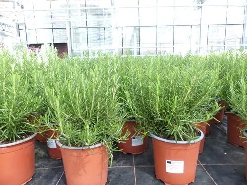 Echter Rosmarin Officinalis XL Busch, winterhart und robust - Wunderschöner Rosmarin Officinalis XL Busch, 50-60 cm hoch mit einem Durchmesser von 25-30 cm. Ideal für den Garten, winterhart und pflegeleicht. Genießen Sie den herrlichen Duft dieser robusten Kräuterpflanze!