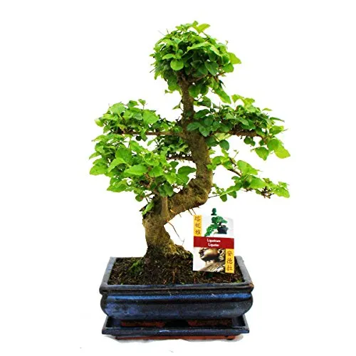 Exotenherz Bonsai Chinesischer Liguster - Ligustrum sinensis, 8 Jahre alt - Zimmerpflanze mit Giessanzeige: Der Chinesische Liguster zeigt, wann er Durst hat. Ein einzigartiger Bonsai, ideal für Pflanzenliebhaber, die Wert auf Pflegeleichtigkeit legen.