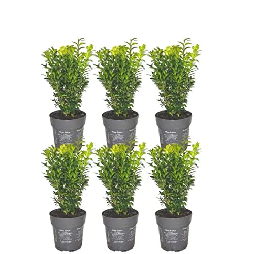 Buchsbaum Echte Pflanzen | 1 Meter Buchshecke von Plants by Frank - Samen & Pflanzen von Hecken & Sträuchern - Immergrüne, pflegeleichte Buchsbaumhecke mit dichten, dunkelgrünen Blättern, ideal für formschöne Gärten.