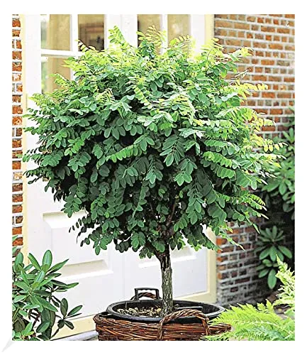 BALDUR Garten Kugel-Akazien-Stämmchen - Baumsamen & -pflanzen, dekorativ und winterhart, ideal für schattige Standorte und pflegeleicht.