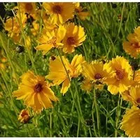 Mädchenauge Schnittgold - Coreopsis grandiflora