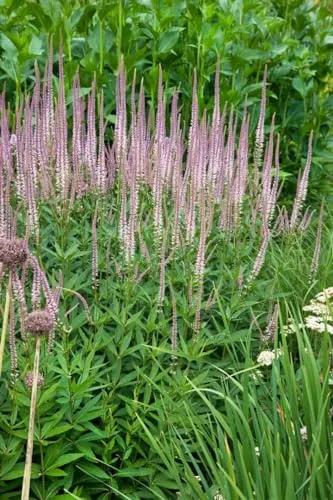Veronicastrum Virginicum Roseum Kandelaber Ehrenpreis Ca. 9x9 cm Topf