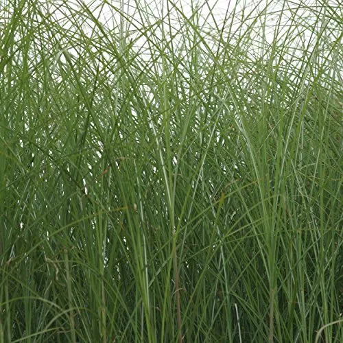 Blumixx Stauden Miscanthus sinensis ‘Gracillimus’ – Feinhalm-Chinaschilf, grün-weiß schimmerndes Ziergras, winterharte pflegeleichte Gartenstaude, hoher Wuchs, für Beet, Kübel & Gartengestaltung