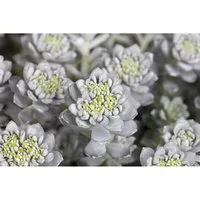 Sedum Spathulifolium Cape Blanco Silbergrau Ca. 9x9 cm Topf