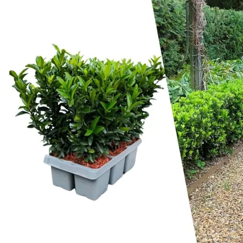 Plants by Frank | 6 Grüne Spindelstrauch Heckenpflanzen | Euonymus Japonicus 'Green Spire' | Japanischer Spindelstrauch | Winterhart | Immergrüne Hecke | Gartenpflanzen