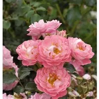 Hochstamm Rose Charmant 60-80cm
