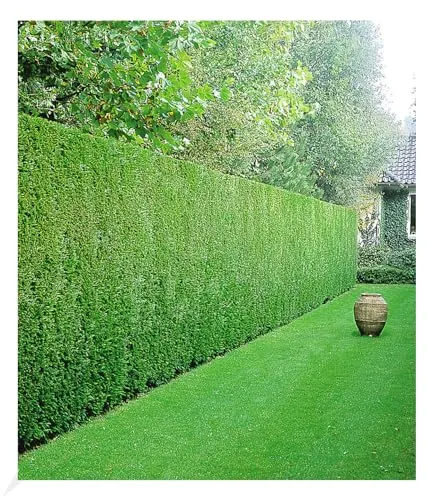 BALDUR Garten Leyland-Zypressen-Hecke - 20 Pflanzen für perfekten Sichtschutz - Schnellwachsende, immergrüne Hecke aus Leyland-Zypressen (Cupressocyparis leylandii) für dichten Sichtschutz. Ideal für Gärten, pflegeleicht und winterhart.