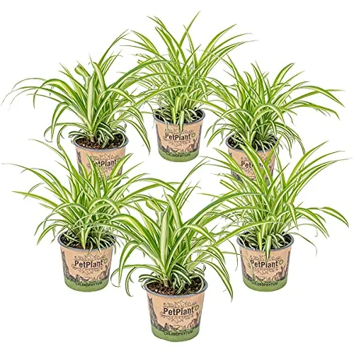 Bloomique 6er-Set Grünlilie - Chlorophytum Variegatum - Pflegeleichte Zimmerpflanze - Dieses 6er-Set Chlorophytum Variegatum ist ideal für Ihr Zuhause. Mit luftreinigenden Eigenschaften und pflegeleichter Handhabung bringt es frisches Grün in Ihr Wohnzimmer, Schlafzimmer oder Büro.