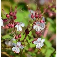 Balkanstorchschnabel Spessart - Geranium macrorrhizum