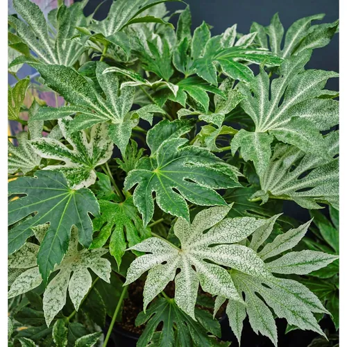 Japanische Fingerpflanze Spiders Web 20-30cm - Fatsia japonica - Sträucher mit exotischem Flair! Die immergrüne Japanische Fingerpflanze verzaubert mit tiefgrünen Blättern und weißer Zeichnung. Ideal für schattige Plätze und winterfest an windgeschützten Orten.