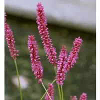 Kerzenknöterich Pink Elephant - Persicaria amplexicaulis