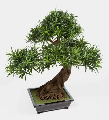 Kunstbonsai Deko Bonsai Podocarpus in Schale, Deluxe, 85 cm - Der Kunstbonsai von artplants bietet eine lebendige Dekoration für Innenräume. Mit 3830 Blättern und einer Höhe von 85 cm bringt er natürliche Eleganz in Ihr Zuhause. Ideal für kreative Gestaltung ohne Pflegeaufwand.