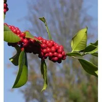 Fruchtende Stechpalme Ilex 60-80cm - ilex aquifolium