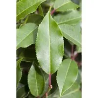 Prunus lusitanica 'Brenelia' - Portugiesischer Kirschlorbeer 40-60 cm - Immergrüner Zierstrauch mit glänzenden Blättern und weißen Blüten. Ideal für Hecken und Gruppenpflanzungen. Robust und pflegeleicht, perfekt für sonnige bis halbschattige Standorte.