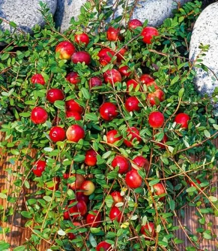 BALDUR Garten 3x Cranberry-Beere, Moosbeere, Pflanzen im 9x9 cm-Topf, Vaccinium macrocarpon, winterhart, mehrjährig, pflegeleicht, reiche Ernte an essbaren Früchten, Beeren vielseitig verwendbar
