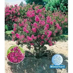BALDUR Garten Flieder des Südens, 1 Pflanze, Lagerstroemia indica Kreppmyrte winterhart, für Standort in der Sonne geeignet, blühend, sehr pflegeleicht und resistent gegen Krankheiten