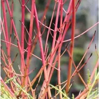 Roter Hartriegel 40-60cm - Cornus sanguinea - Sträucher - Winterharte Pflanze mit rotem Holz und schönen Blättern, ideal für Gärten und zur Marmeladenherstellung.