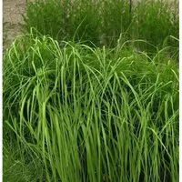 Riesen Pfeifengras Karl Foerster - Molinia arundinacea