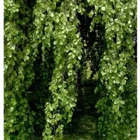 Hänge Buche 125-150cm - Fagus sylvatica Pendula - Sträucher: Die winterharte Hänge Buche mit senkrecht hängenden Ästen bietet eine beeindruckende Wuchsgröße und ist ideal für sonnige bis halbschattige Gärten.