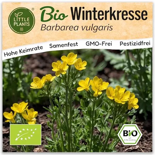 Little Plants BIO Winterkresse Samen 1000 Winterkressesamen Kräutersamen Barbarakraut Samenfest für Kräuter Samen für Balkon, Hochbeet und Garten
