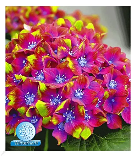 BALDUR Garten 1x Freiland-Hortensie 'SAXON® Schloss Wackerbarth', Pflanze im 9x9 cm-Topf, Hydrangea macrophylla, Garrtenhortensie winterhart, pflegeleicht, für Standort im Schatten geeignet, blühend