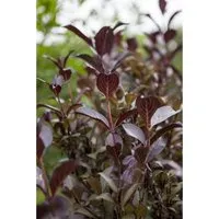 Weigela florida 'Purpurea' - Purpurrote Weigelie für Hecken und Rabatten - Pflegeleichte Sträucher mit dunkelvioletten Blüten, die Bienen und Schmetterlinge anziehen. Ideal für sonnige Standorte und kühle Regionen, winterhart bis -15 °C.