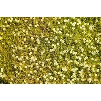 Sagina Subulata Aurea Moos-Steinbrech Goldgrün Ca. 9x9 cm Topf