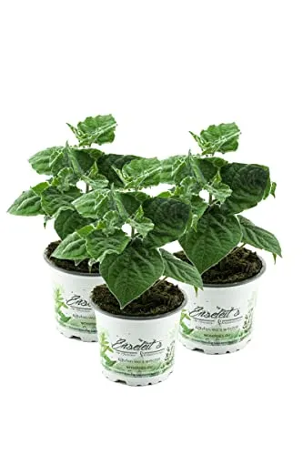 3er Set Andenbeere (Physalis peruviana) - Frische Kapstachelbeere Pflanzen - Entdecken Sie das 3er Set Andenbeere, eine mehrjährige Pflanze mit süß-sauren Früchten. Ideal für Garten oder Balkon, bietet sie eine vielseitige Verwendung und bringt frische Farbe in Ihre Pflanze.