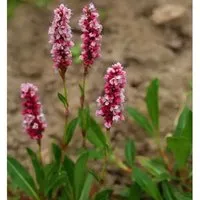 Schneckenknöterich Superba - Persicaria affinis