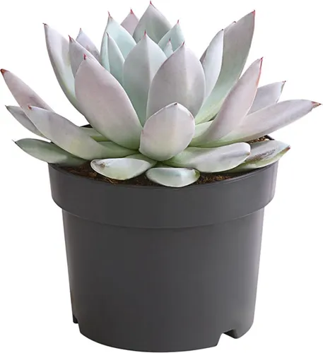 Dehner Echeverie Mexican Giant, Echeveria-Hybride, 15-25 cm inkl. Pflanztopf, Ø Topf 17 cm, Sukkulente