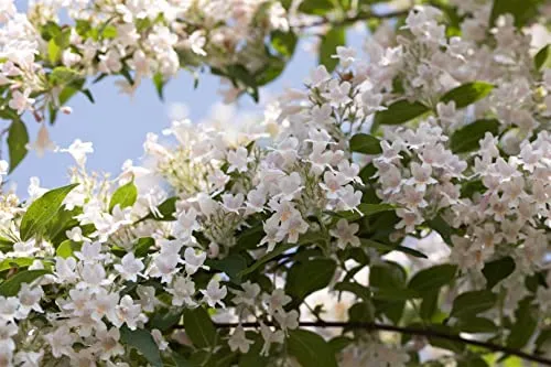 Kolkwitzia amabilis - Rosa Blütenstrauch für Hecken - Bienenfreundlicher, pflegeleichter Strauch mit zartrosa Blüten, ideal für Hecken und Rabatten. Winterhart bis -20 °C, perfekt für Gartenanfänger und kalte Klimazonen.