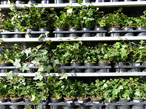 Efeu Hedera helix 25 Stück - Winterharte Heckenpflanze - Samen & Pflanzen von Hecken & Sträuchern - 25 Efeu Pflanzen in Premiumqualität, ideal für blickdichten Sichtschutz und Kletterzwecke, 20-35 cm hoch.