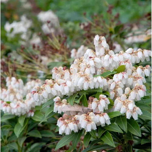 Große Lavendelheide Japanisches Schattenglöckchen 30-40cm - Pieris japonica - Sträucher, blühender, immergrüner Strauch mit überhängenden Blütenrispen, ideal für halbschattige Standorte und als immergrüne Blütenhecke.