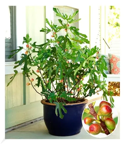 BALDUR Garten Mini Feigenbaum Little Miss Figgy - Kompakte Feige im 9x9 cm-Topf, perfekt für Naschgärten. Winterhart und pflegeleicht, ideal für windgeschützte Standorte.