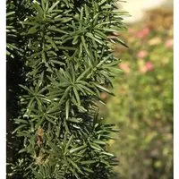 Säuleneibe 30-40cm - Taxus baccata Fastigiata Robusta