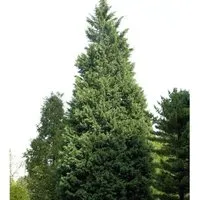 Leyland-Zypresse Pyramidalis 100-125cm - Cupressocyparis leylandii - Sträucher, schnell wachsend mit bis zu 80 cm Zuwachs pro Jahr, ideal als Sichtschutz oder Solitärpflanze.