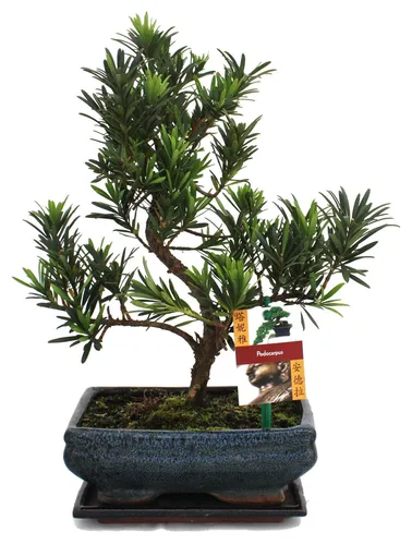 Exotenherz Bonsai Steineibe - Podocarpus macrophyllus, ca. 8 Jahre - Schöne Zimmerpflanze für Ihr Zuhause, pflegeleicht und ideal für Bonsai-Liebhaber. Bringt japanisches Flair in jeden Raum.