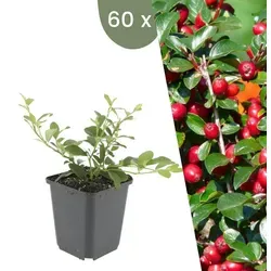 Plants by Frank | 60 Zwergmispel Pflanzen | Cotoneaster dammeri | Winterharter Bodendecker für den Garten - Cotoneaster dammeri ist ein winterharter Bodendecker mit dichtem Wuchs. Ideal für Beete und Hänge, reduziert er Unkraut und zieht mit seinen Blüten nützliche Insekten an. Pflegeleicht und vielseitig einsetzbar.