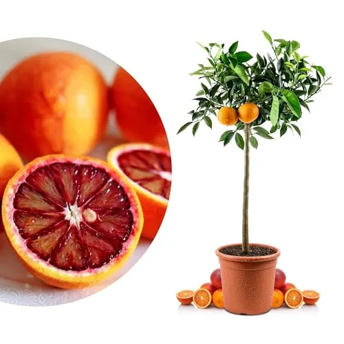 Blutorangenbaum Tarocco Grande – Zitruspflanze in Gärtner-Qualität - Italienische Blutorange aus Sizilien für Kübelhaltung. Ideal für Balkon oder Terrasse, mit glänzendem Laub und charakterstarkem Wuchs. Ein mediterranes Highlight für Ihre Sammlung!
