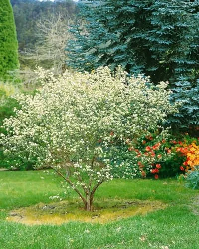 Aronia Arbutifolia Rote Apfelbeere - Dekorative Früchte für Ihren Garten - Beerensträucher mit leuchtend roten Beeren, weißen Blüten und spektakulär rotem Herbstlaub. Pflegeleicht und ideal für Hecken, zieht Bienen an. Wuchshöhe 60–100 cm.