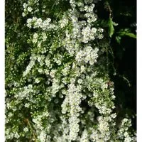 Myrtenaster Schneetanne - Aster ericoides