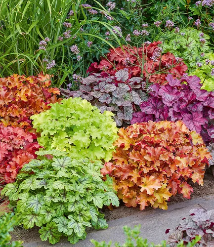 BALDUR Garten 5er Heuchera-Mix 'Farbenpracht', Pflanzen im 9x9 cm-Topf, leuchtstarke Blattschmuck-Stauden, bilden immergrüne Teppiche, winterhart, mehrjährig, pflegeleicht, ideal für Garten & Beet