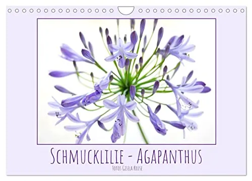 Schmucklilie - Agapanthus (Wandkalender 2027 DIN A4 quer), CALVENDO Monatskalender