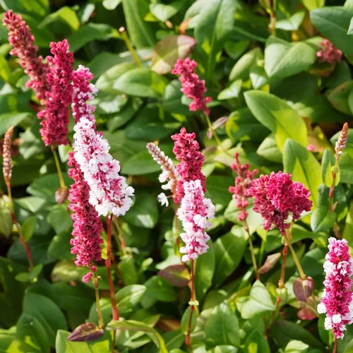 Schneckenknöterich - Persicaria affinis 'Kabouter' | Topf 9cm x 9cm 6 x