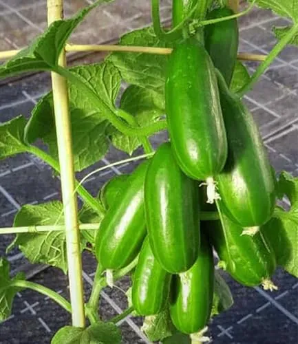 BALDUR Garten 4x Die kleine Gurkenfabrik® 'Cucko®' im 10,5 cm-Topf - Produziert Gurken am laufenden Band, ideal für Balkon & Terrasse. Geringer Pflegeaufwand und mittlerer Wasserbedarf machen sie zur perfekten Snack-Pflanze.